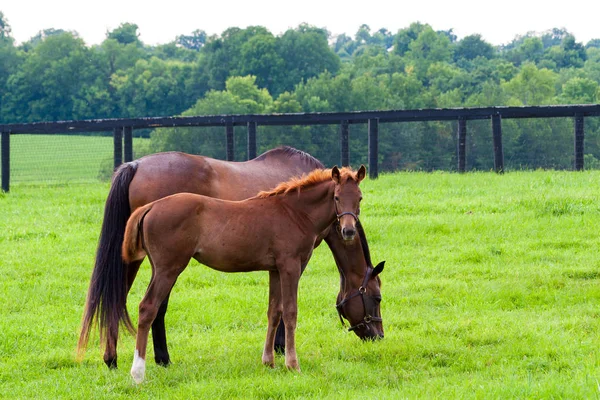 Mare with her colt on pastures of horse farms. — Stock Photo, Image