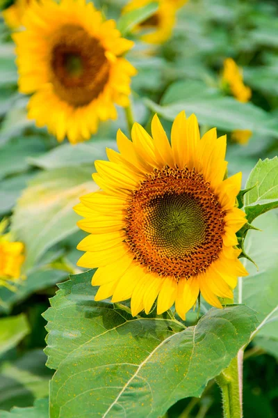 Campo di girasoli, paesaggio estivo — Foto Stock