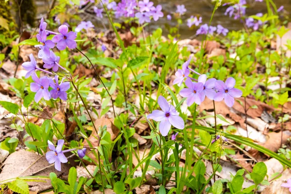 森の湧き水で紫の野の花. — ストック写真