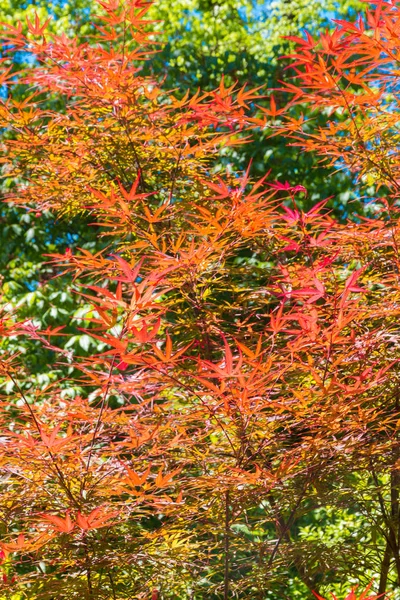 Foglie di acero giapponese rosso, colore dell'autunno . — Foto Stock