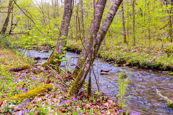 Petit ruisseau forestier. — Photo