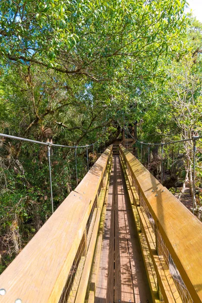 Drewniane spacerem drogi krzyżują się wierzchołki drzew, otoczony przez las deszczowy. — Zdjęcie stockowe