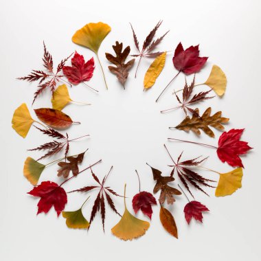 Kopya spac beyaz zemin üzerine daire kare sonbahar yaprakları