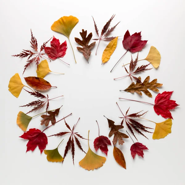 Kopya spac beyaz zemin üzerine daire kare sonbahar yaprakları