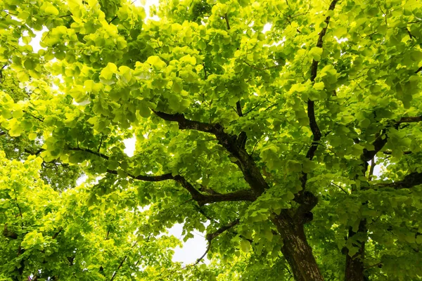 Canopy of  Ginkgo Biloba trees, natural background — Stock Photo, Image
