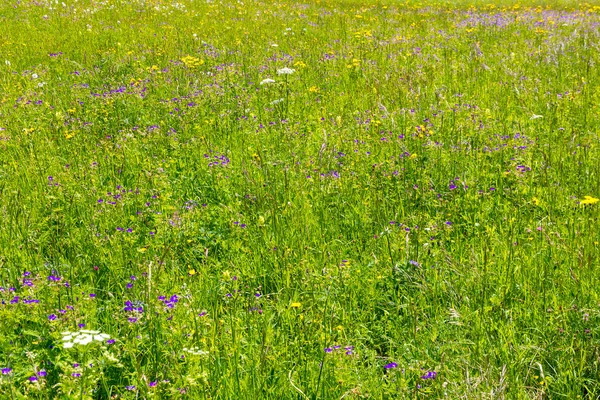 Alpine field fresh green meadows and blooming spring flowers — Stock Photo, Image