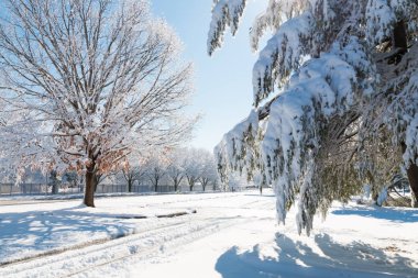 Şehir, yol ve kar yağışı sonra ağaçlar kış sezonu.