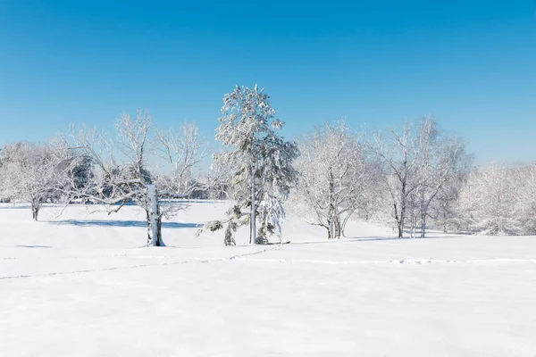 Paisaje natural de invierno, los árboles blancos después de las nevadas . — Foto de Stock
