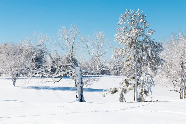 Natuurlijke winterlandschap, de witte bomen na sneeuwval. — Stockfoto