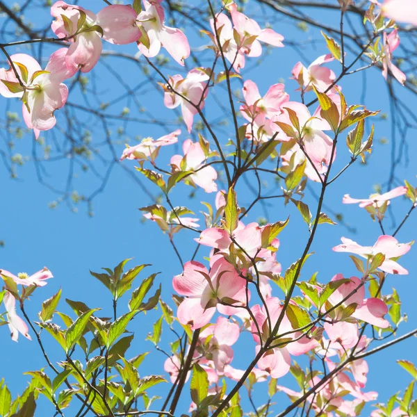 Dogwood Tree Blossom Springtime Park Spring Natural Background — Stock Photo, Image