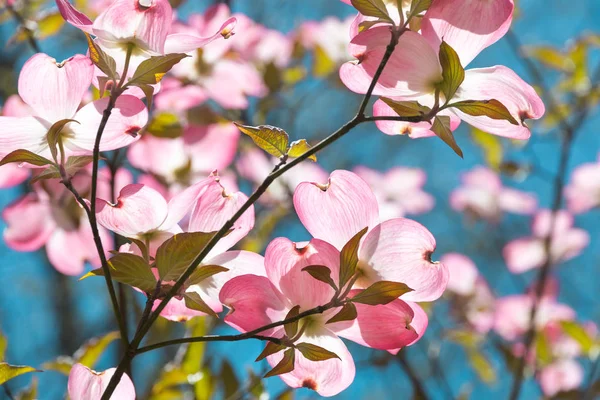 Dogwood Tree Blossom Våren Park Vårens Naturliga Bakgrund — Stockfoto