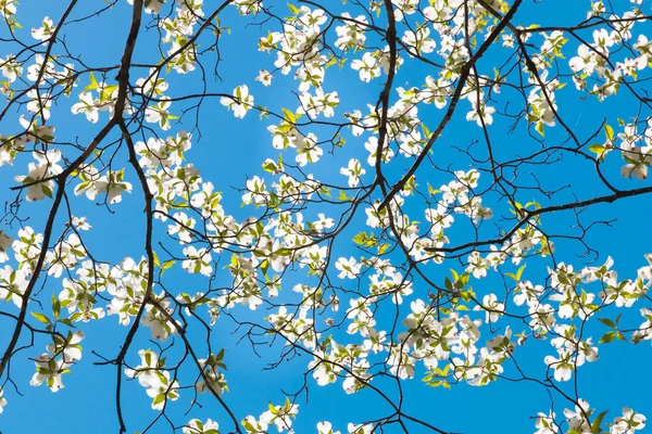 Parkta Ilkbaharda Kızılcık Ağacı Çiçeği Bahar Doğal Arka Plan — Stok fotoğraf