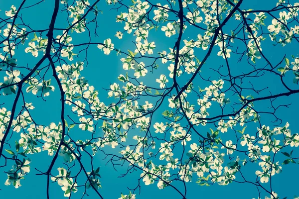 Hartriegel Blühen Frühling Park Frühling Natürlichen Hintergrund Retro Stil — Stockfoto