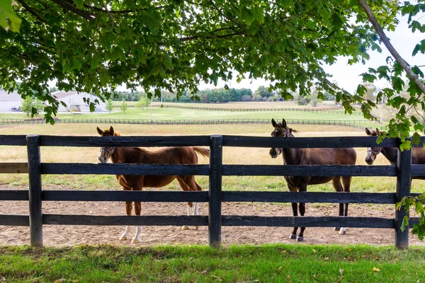 Cavalos na quinta de cavalos. Paisagem rural . — Fotografia de Stock