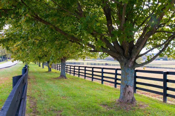 Línea de árboles a lo largo de las granjas de caballos. Paisaje rural . — Foto de Stock