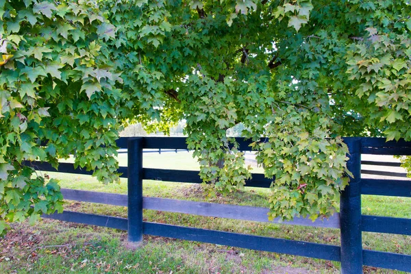 Lush foliage of maple trees along the horse farms fence. — Stock Photo, Image