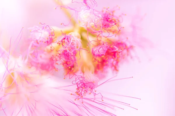 Intreepupil natuurlijke achtergrond wazig roze bloem — Stockfoto