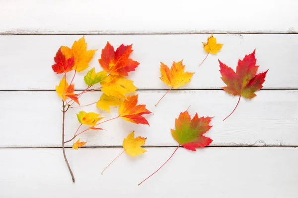 Kleurrijke herfst esdoorn bladeren op witte houten achtergrond. — Stockfoto