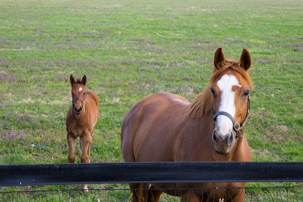 Mare Her Foal Pastures Horse Farm Spring Country Landscape — Stock Photo, Image