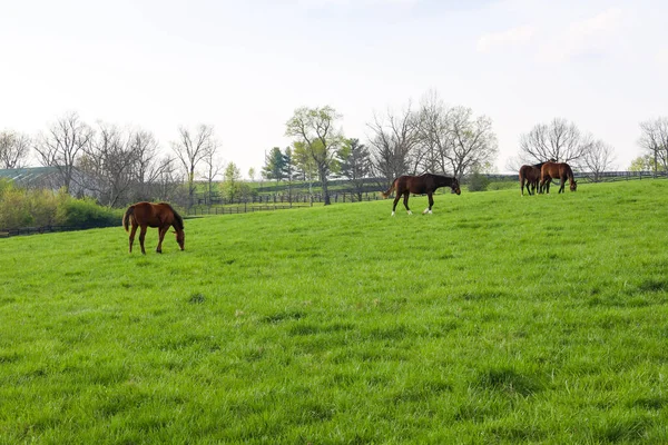 Pastos Verdes Granjas Caballos Paisaje Primavera —  Fotos de Stock