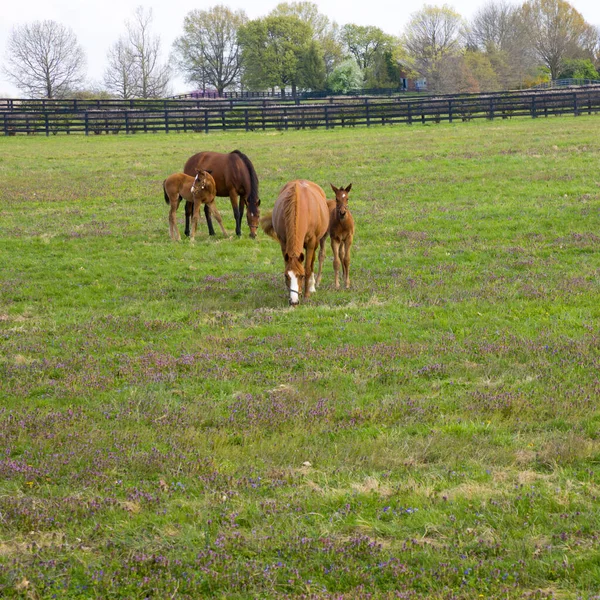 Mare Met Haar Veulen Weilanden Van Paardenboerderij Voorjaarslandschap — Stockfoto