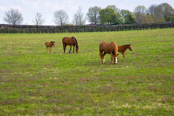 Stute Mit Ihrem Fohlen Auf Der Weide Des Pferdehofes Frühlingslandschaft — Stockfoto