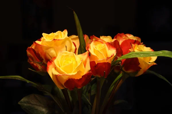 Ramo Rosas Amarillas Rojas Sobre Fondo Oscuro —  Fotos de Stock