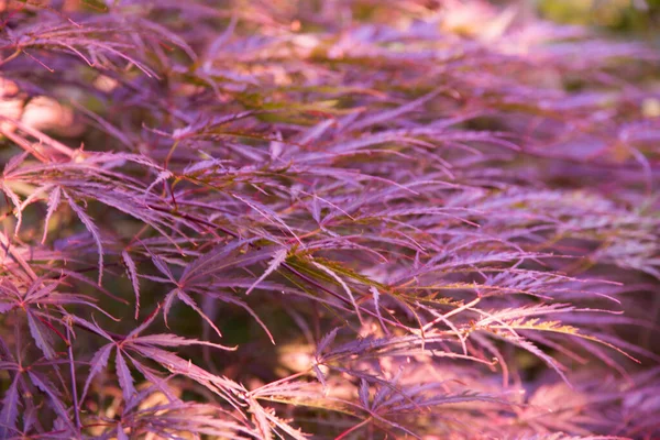 Sfondo Naturale Sfocato Acero Giapponese Giardino — Foto Stock