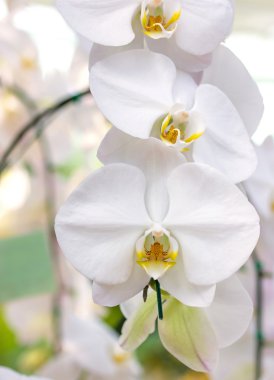 Beyaz phalaenopsis orkide çiçek