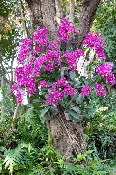 Оздоблення квітів орхідей Phalaenopsis в саду на відкритому повітрі — стокове фото