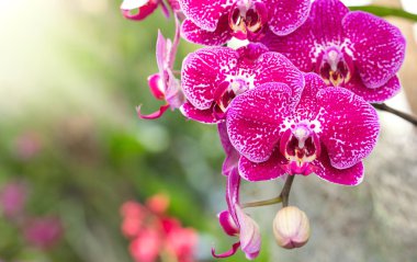 pembe phalaenopsis orkide çiçek