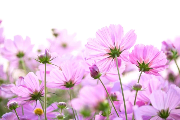 Kosmos Blumen isoliert auf weißem Hintergrund — Stockfoto