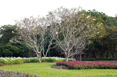 bahçede tropikal çiçek ile Frangipani ağacı