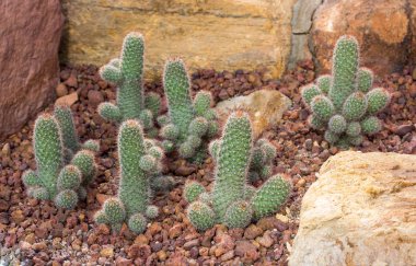 kaktüs bitki dekorasyon kaya bahçesinde