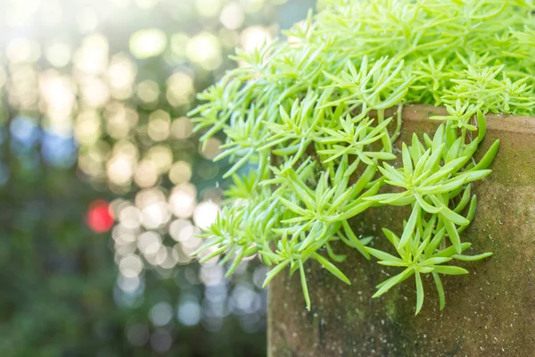 关闭盆栽植物在花园户外 — 图库照片