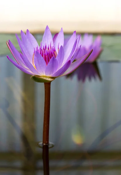 Фиолетовый цветок лотоса в пруду — стоковое фото