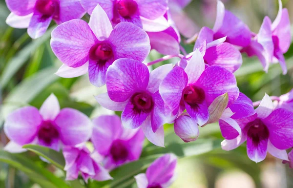 Purple phalaenopsis orchid flower — Stock Photo, Image