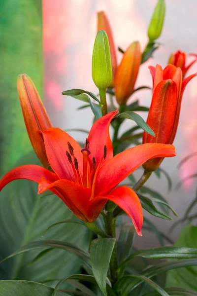 Красный цветок лилии в саду — стоковое фото