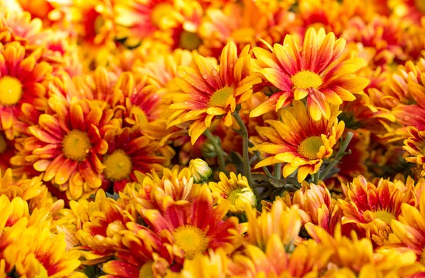 Orange chrysanthemums daisy flower — Stock Photo, Image
