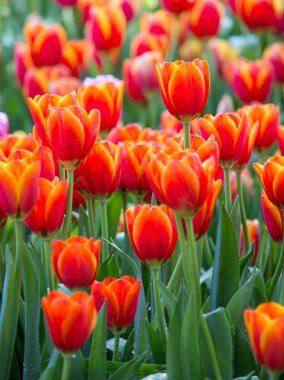 Bahçede çiçek açan renkli Lale çiçek alanları