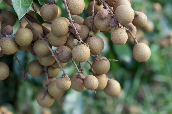 Longan frutteti - Frutti tropicali giovane longan a Lamphun, Thail — Foto Stock