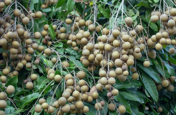 Longan frutteti - Frutti tropicali giovane longan a Lamphun, Thail — Foto Stock