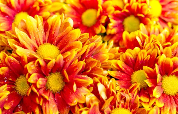 Orange chrysanthemums daisy flower — Stock Photo, Image