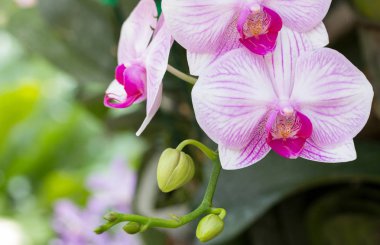 Mor phalaenopsis orkide çiçek