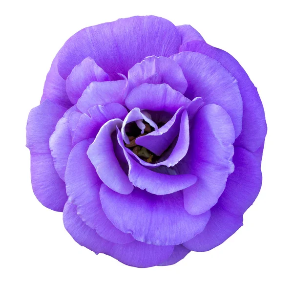 Blaue Rose Blume isoliert auf Weiß — Stockfoto