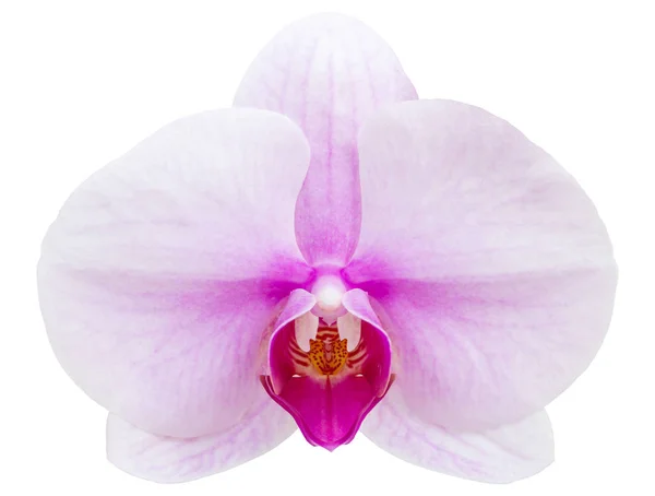 Beyaz izole mor phalaenopsis orkide çiçek — Stok fotoğraf