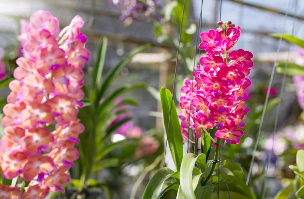 Rhynchostylis gigantea orchid flower — Stock Photo, Image