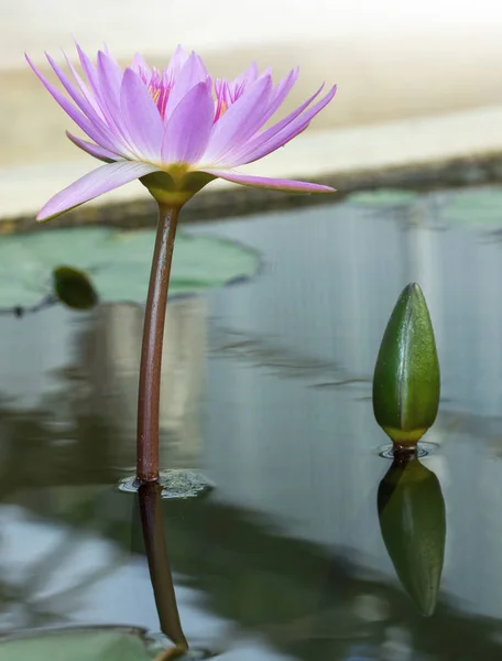 Прекрасный фиолетовый цветок или цветок лотоса в пруду — стоковое фото