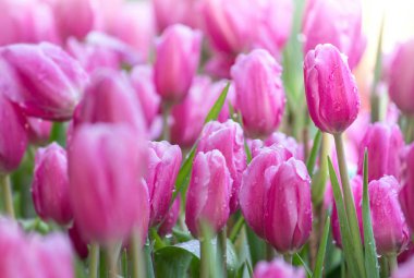 Bahçede çiçek pembe Lale çiçek alanları