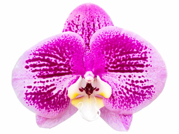 Clippin ile beyaz izole mor phalaenopsis orkide çiçek — Stok fotoğraf
